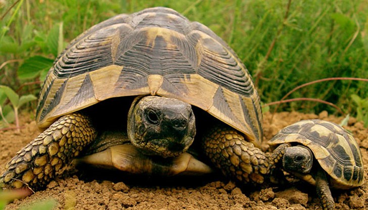 Ромите събрали костенурки от защитените видове и ги опекли в открито огнище