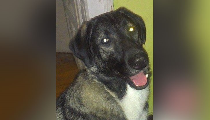 Куче почина в хотел за любимци часове след настаняването си там