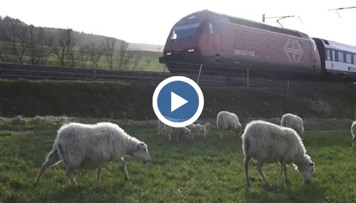 Животните ще действат като четириноги косачки