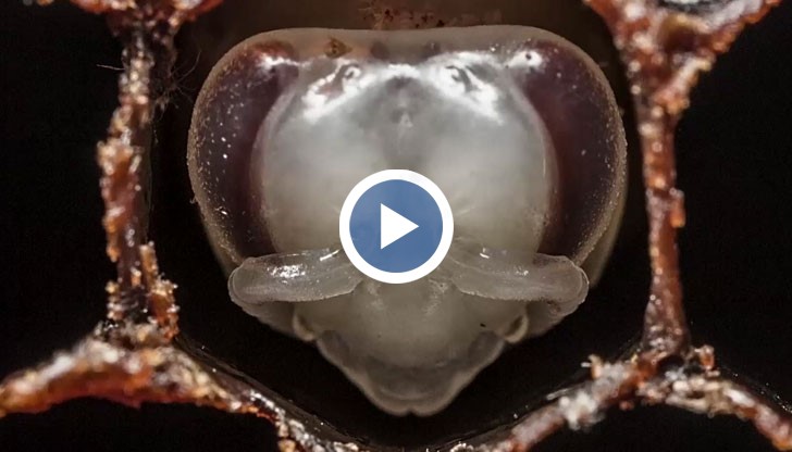 Вдъхновяващо видео на фотографа Ананд Варма показва първите 21 дена от живота на пчелите