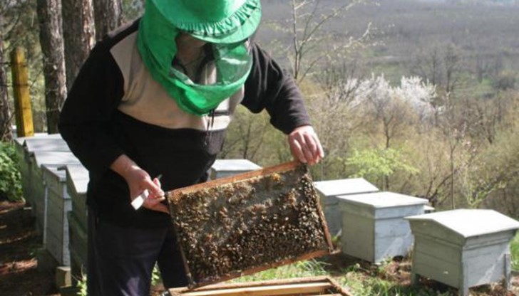 Стопаните ще трябва да изнесат кошерите от дворовете си и да ги поставят на места, където съществува риск и за пчелните семейства