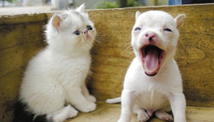 Стопанинът на косматата родилка, 3-годишната Ню Ню, е не по-малко изненадан