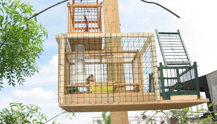 На мястото са констатирани 2 броя капани и клетка, в която е установен екземпляр от вида щиглец (Carduelis carduelis) На мястото са констатирани 2 броя капани и клетка, в която е установен екземпляр от вида щиглец (Carduelis carduelis)