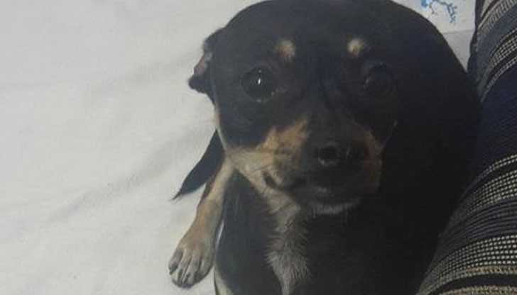 Намерена е черна пиченрка