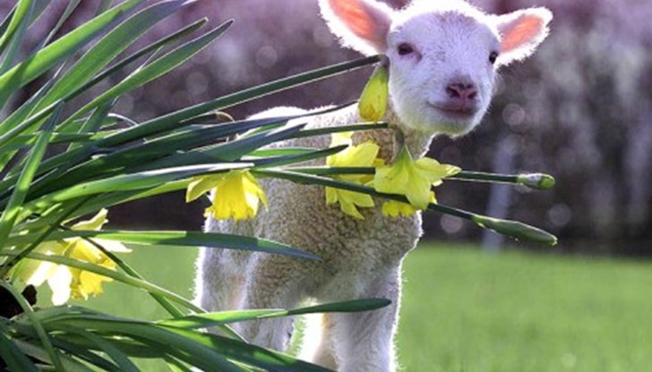 Според народните представи св. Георги освен покровител на земеделците, е и най-могъщият покровител на стадата