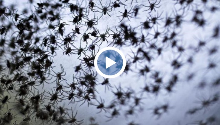 "Домът ми е покрит с тях! Някой трябва да извика учени!", казва Ян Уотсън