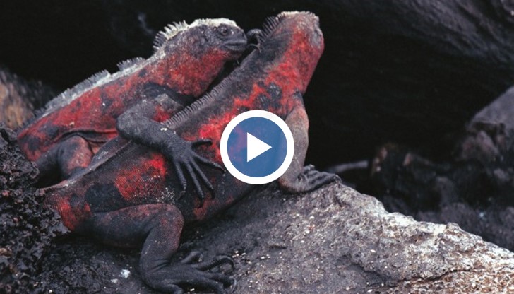 Изригване на вулкан на Галапагоските острови