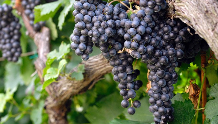 Производителите ще могат да се възползват от възможността за закупуване на права на засаждане от Националния резерв до 31 декември 2015 г.