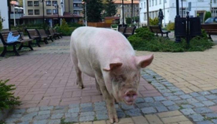 Кандидатурата на свиня е издигната за американски кмет