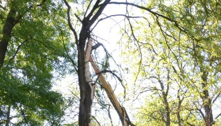 Светкавица прекърши дърво в Парка на младежта
