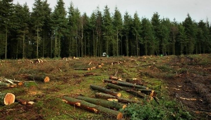 Румънското правителство планира да забрани износа на дървесина