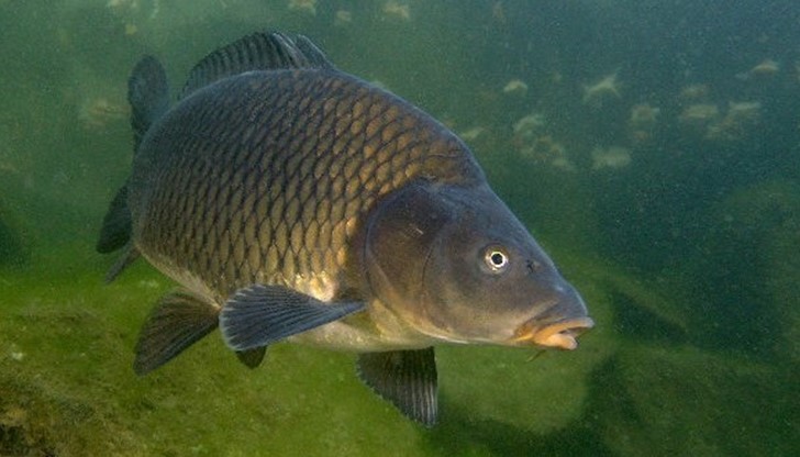 Екземплярите, които ще бъдат пуснати във водоема, са със средно тегло 1,5 кг.