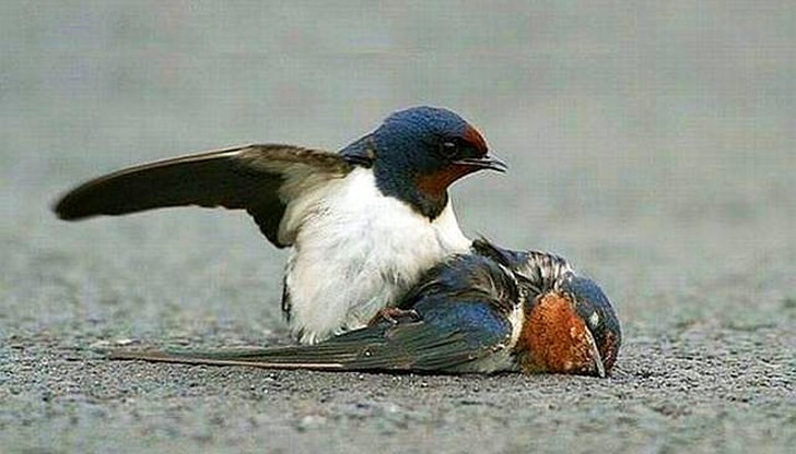 Eдна тъжна история в снимки, която може да ни послужи като доказателство на това, че и птиците изпитват чувства на любов и скръб