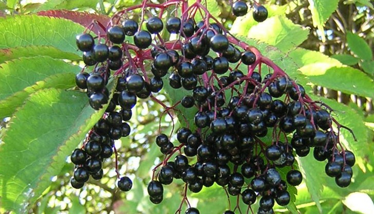 Защо лековитото растение черен бъз е наричано супербилка или суперплод?