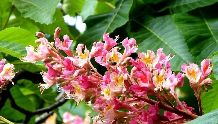 В Русе са известни няколко дървета. Те са концентрирани край сградата на Английската гимназия