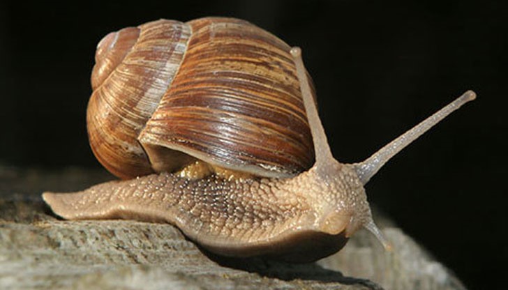 Периодът за събиране от природата и изкупуване на живи охлюви за търговски цели започва на 10 май и ще продължи до 30 юни включително.