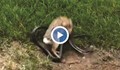 Невиждано: Заек спасява малките си от змия