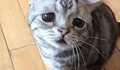 Най-тъжното коте в света
