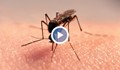 Какво да правим при ухапване от комар?