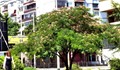 "Копринено дърво" в Русе изпълва въздуха с вълшебен аромат