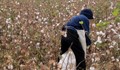 Българка почина, докато копае памук в Гърция