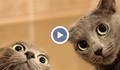 Да се гледат клипове с котки е полезно