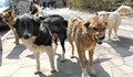 Ухапан от бездомно куче осъди Община Русе за 2000 лева