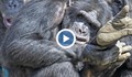 Пияни шимпанзета разкриват тайната на зараждането на човечеството