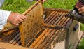 Русенските пчелари са против промените в Закона за пчеларството!