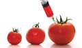 Депутати искат да разрешат вноса на ГМО в България
