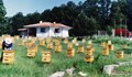 Нова теория за изчезването на пчелите