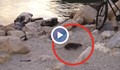 Плъхове си играят като котки на плажа във Варна