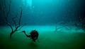 Уникални снимки на подводна река в Мексико