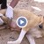 Куче кърми новородено лъвче