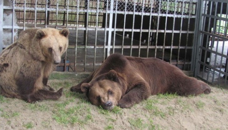 Кръстева: Преместването на Бойка и Станди е временно и те ще бъдат върнати в родния си дом Кръстева: Преместването на Бойка и Станди е временно и те ще бъдат върнати в родния си дом