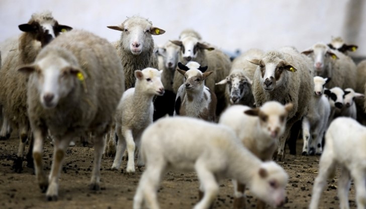 Ние произвеждаме най-качественото мляко в света, а имаме най-ниските изкупни цени