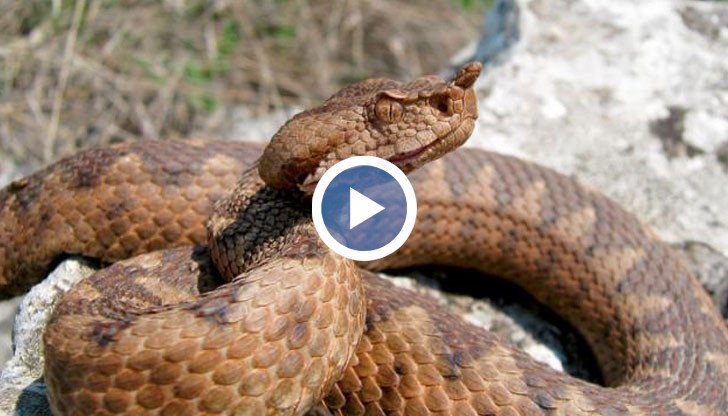 03:25 05:25  spaceplay / pause  qunload | stop  ffullscreen  shift + ←→slower / faster (latest Chrome and Safari)  ↑↓volume  mmute  ←→seek   . seek to previous  12…6 seek to 10%, 20%, …60% Настъпи змийският сезон