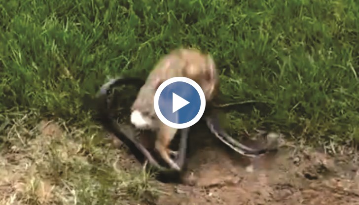 Истински родител