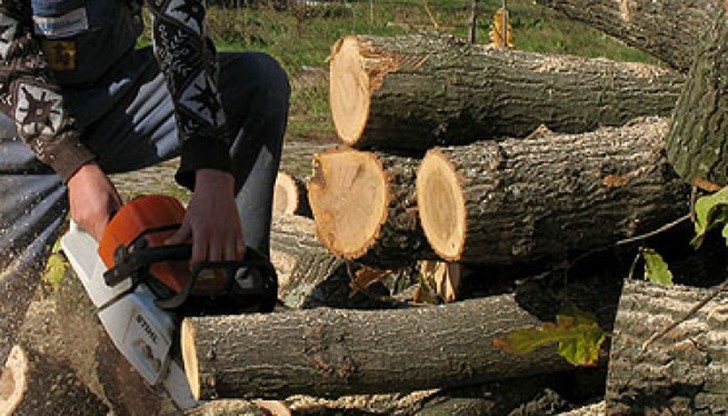 Жандармерията се е включила в помощ на горските инспектори за проверка на бракониерска дървесина в ромската махала