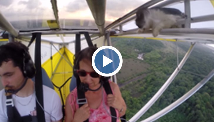 Третият пасажер се приземи без да се налага да използва нито един от деветте си живота