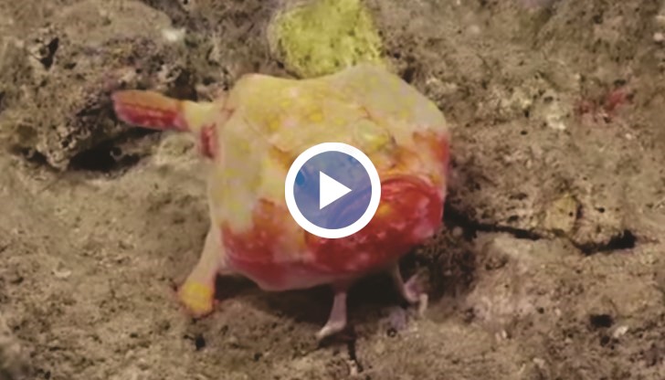 “Невероятно е, че все още не сме били там, не сме проучили тези дълбини”