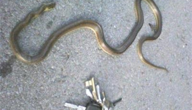 „Татко, змия. Мушна се под седалката ти!”, изпищяла дъщерята на шофьора „Татко, змия. Мушна се под седалката ти!”, изпищяла дъщерята на шофьора