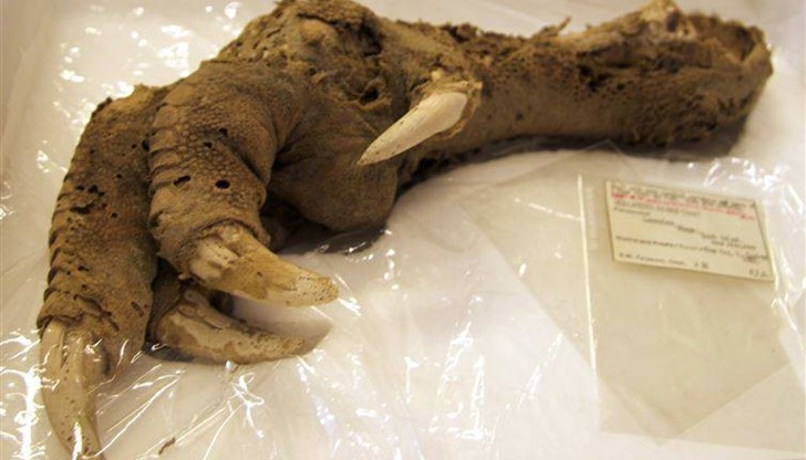 Изследователи били шокирани, когато открили добре запазен крак на Моа в една от пещерите в планината Оуен, Нова Зеландия