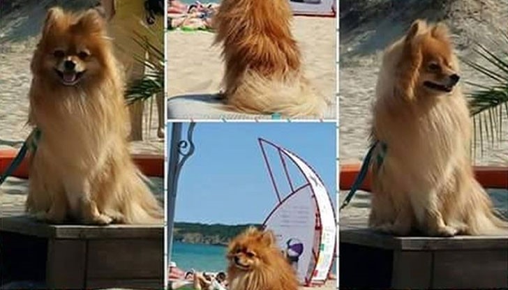 Нека помогнем на собственичката Веси да си върне домашния любимец