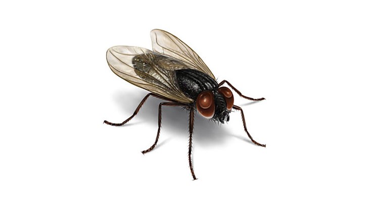 Отровната храна и мръсния въздух прогониха досадните насекоми
