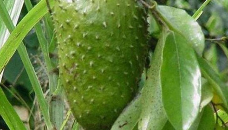 Защо не знаем нищо за плода, който лекува рак?