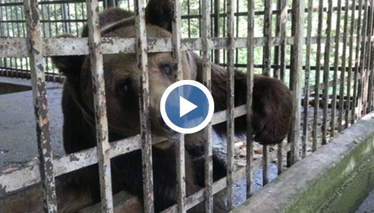 Мечките Бойка и Станди отпътуваха за парка за танцуващи мечки в Белица
