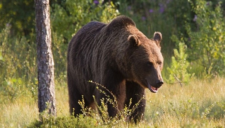 Мецаната е похапвала от меда на доцент Илиев