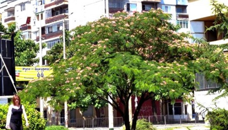 В Русе започна масовия цъфтеж на едно изключително красиво дърво – Albizzia Julibrissin