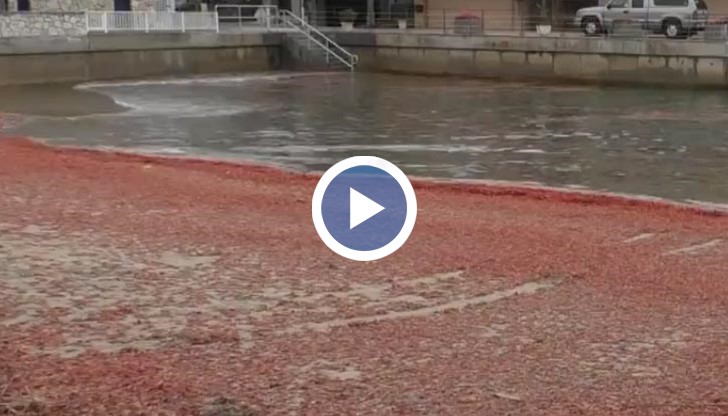 Хиляди скариди покриха калифорнийски бряг, оцветявайки плажната ивица в червено